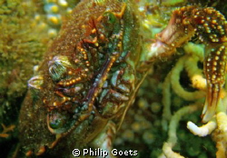Face 2 Face with Cape Rock Crab - Angie's Reef, Mossel Ba... by Philip Goets 